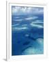 Los Roques, Venezuela-null-Framed Photographic Print