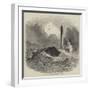 Loss of the Brig Vine, of Bristol, at Whitby-null-Framed Giclee Print