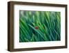 Lost in green-Marco Carmassi-Framed Photographic Print