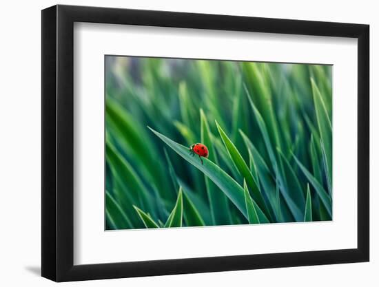 Lost in green-Marco Carmassi-Framed Photographic Print