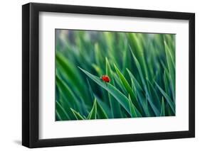 Lost in green-Marco Carmassi-Framed Photographic Print