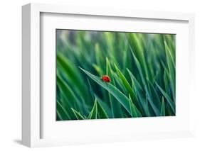 Lost in green-Marco Carmassi-Framed Photographic Print