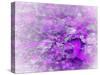 Lost in Pink and Purple-Dorothy Berry-Lound-Stretched Canvas