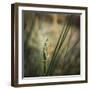 Lost in the Autumn-Florentin Vinogradof-Framed Photographic Print