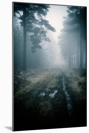 Lost in the Forest-David Baker-Mounted Photographic Print