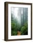 Lost in the Trees, Redwood National Park, California Coast-Vincent James-Framed Photographic Print