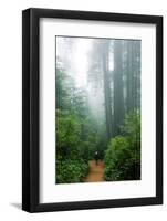 Lost in the Trees, Redwood National Park, California Coast-Vincent James-Framed Photographic Print