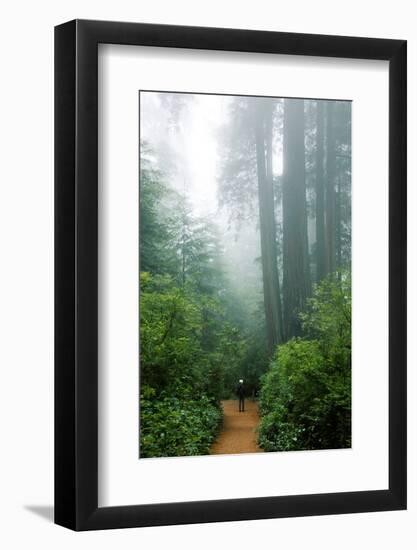 Lost in the Trees, Redwood National Park, California Coast-Vincent James-Framed Photographic Print