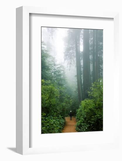 Lost in the Trees, Redwood National Park, California Coast-Vincent James-Framed Photographic Print