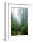 Lost in the Trees, Redwood National Park, California Coast-Vincent James-Framed Photographic Print