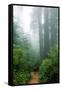 Lost in the Trees, Redwood National Park, California Coast-Vincent James-Framed Stretched Canvas