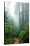 Lost in the Trees, Redwood National Park, California Coast-Vincent James-Stretched Canvas