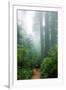 Lost in the Trees, Redwood National Park, California Coast-Vincent James-Framed Photographic Print