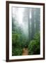 Lost in the Trees, Redwood National Park, California Coast-Vincent James-Framed Photographic Print