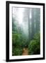 Lost in the Trees, Redwood National Park, California Coast-Vincent James-Framed Photographic Print