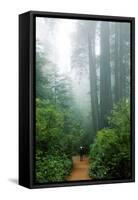 Lost in the Trees, Redwood National Park, California Coast-Vincent James-Framed Stretched Canvas