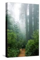 Lost in the Trees, Redwood National Park, California Coast-Vincent James-Stretched Canvas