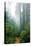 Lost in the Trees, Redwood National Park, California Coast-Vincent James-Stretched Canvas