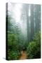 Lost in the Trees, Redwood National Park, California Coast-Vincent James-Stretched Canvas