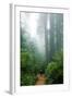 Lost in the Trees, Redwood National Park, California Coast-Vincent James-Framed Photographic Print