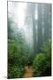 Lost in the Trees, Redwood National Park, California Coast-Vincent James-Mounted Photographic Print