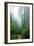 Lost in the Trees, Redwood National Park, California Coast-Vincent James-Framed Photographic Print