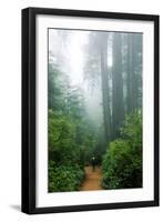Lost in the Trees, Redwood National Park, California Coast-Vincent James-Framed Photographic Print
