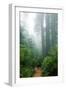 Lost in the Trees, Redwood National Park, California Coast-Vincent James-Framed Photographic Print