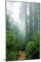 Lost in the Trees, Redwood National Park, California Coast-Vincent James-Mounted Photographic Print