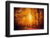 Lost in the Yellow Forest-Philippe Saint-Laudy-Framed Photographic Print