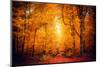 Lost in the Yellow Forest-Philippe Saint-Laudy-Mounted Photographic Print