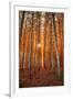 Lost In Trees, Autumn in Northern Oregon-Vincent James-Framed Premium Photographic Print