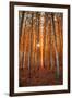 Lost In Trees, Autumn in Northern Oregon-Vincent James-Framed Premium Photographic Print