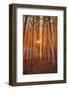 Lost In Trees, Autumn in Northern Oregon-Vincent James-Framed Photographic Print