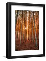 Lost In Trees, Autumn in Northern Oregon-Vincent James-Framed Photographic Print