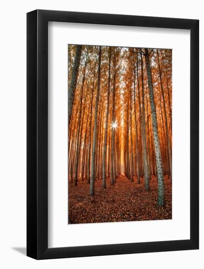 Lost In Trees, Autumn in Northern Oregon-Vincent James-Framed Photographic Print