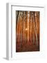 Lost In Trees, Autumn in Northern Oregon-Vincent James-Framed Photographic Print