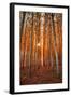 Lost In Trees, Autumn in Northern Oregon-Vincent James-Framed Photographic Print