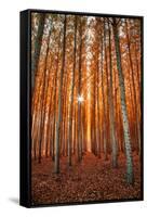 Lost In Trees, Autumn in Northern Oregon-Vincent James-Framed Stretched Canvas