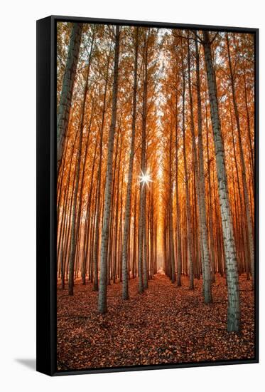 Lost In Trees, Autumn in Northern Oregon-Vincent James-Framed Stretched Canvas