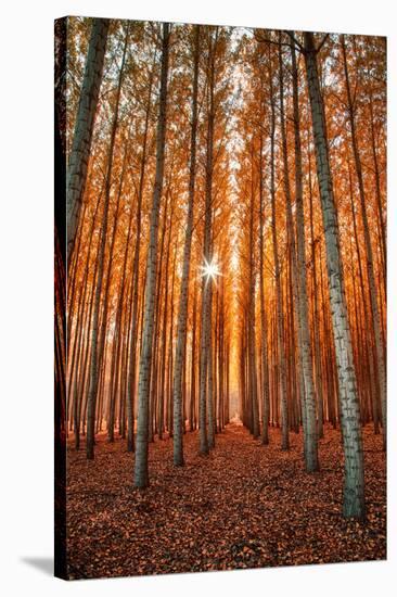 Lost In Trees, Autumn in Northern Oregon-Vincent James-Stretched Canvas