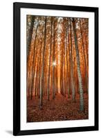 Lost In Trees, Autumn in Northern Oregon-Vincent James-Framed Photographic Print