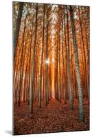 Lost In Trees, Autumn in Northern Oregon-Vincent James-Mounted Photographic Print