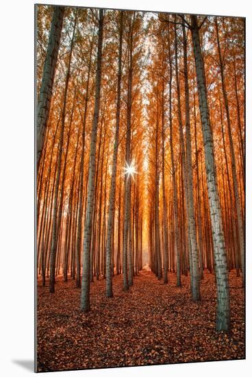 Lost In Trees, Autumn in Northern Oregon-Vincent James-Mounted Photographic Print