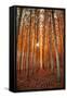 Lost In Trees, Autumn in Northern Oregon-Vincent James-Framed Stretched Canvas