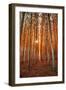 Lost In Trees, Autumn in Northern Oregon-Vincent James-Framed Photographic Print
