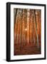 Lost In Trees, Autumn in Northern Oregon-Vincent James-Framed Photographic Print