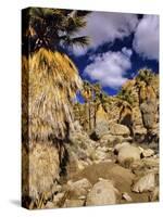 Lost Palms Oasis, Joshua Tree National Park, California, USA-Chuck Haney-Stretched Canvas