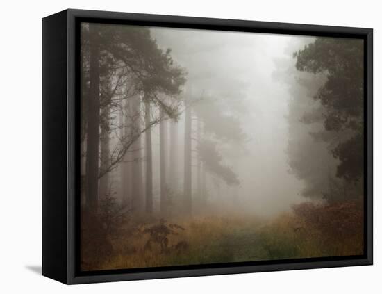 Lost-David Baker-Framed Stretched Canvas