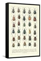 Lots of Beetles-null-Framed Stretched Canvas